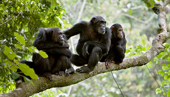 Africa Safaris and Tours