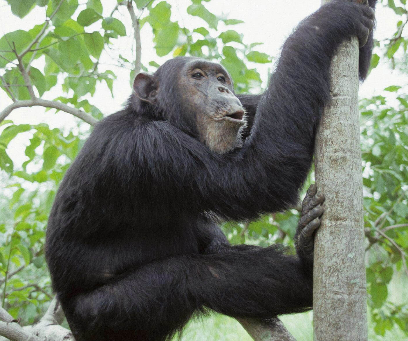 Africa Safaris and Tours