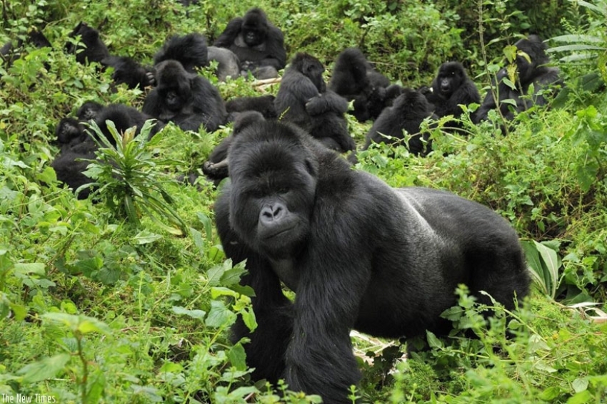 Africa Safaris and Tours