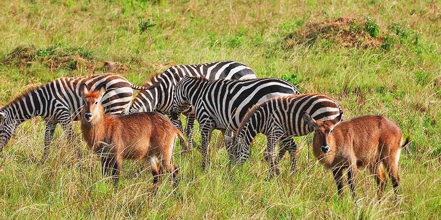 Africa Safaris and Tours