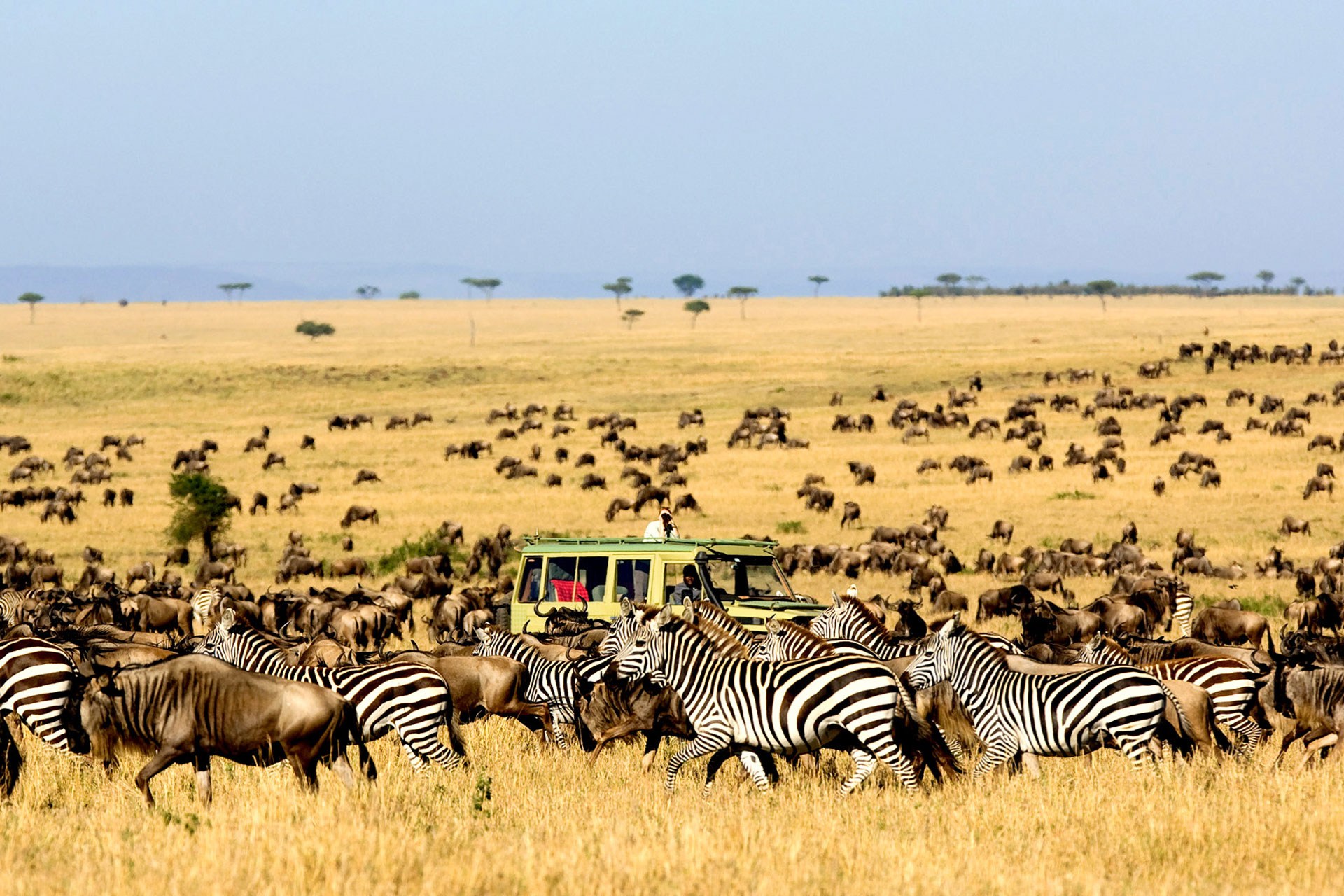 Africa Safaris and Tours