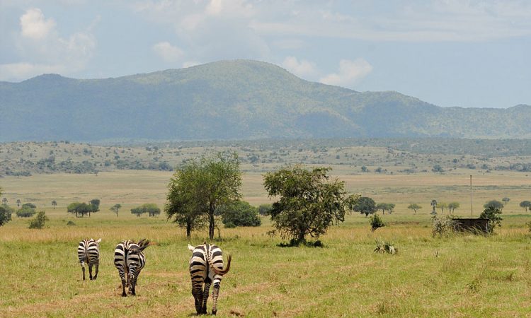 Africa Safaris and Tours