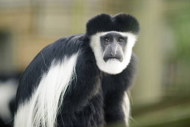 Africa Safaris and Tours