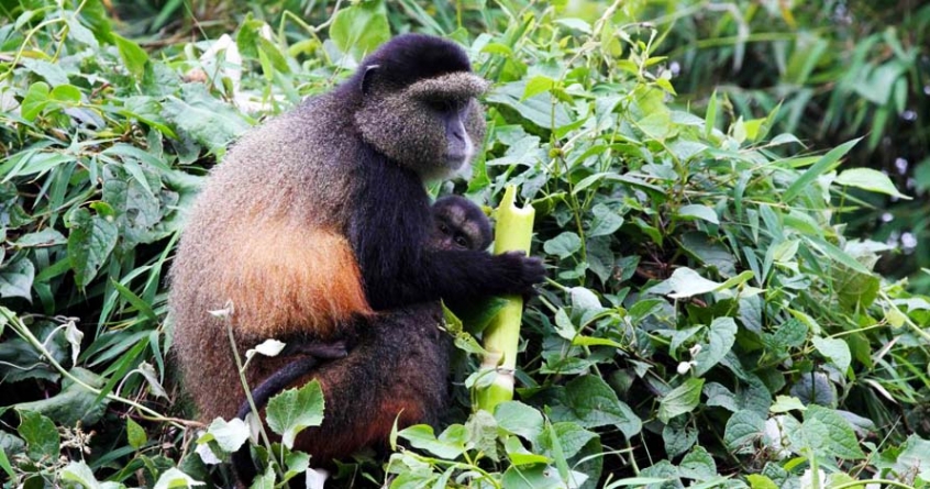 Africa Safaris and Tours