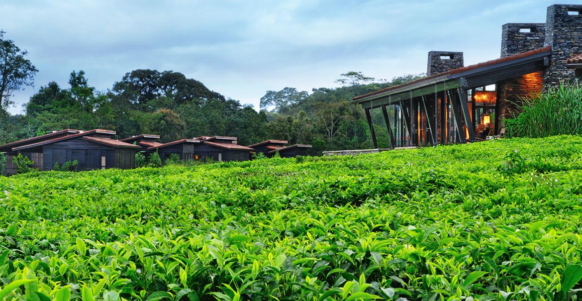 Africa Safaris and Tours